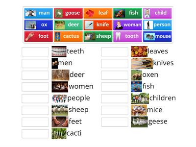 G3 - Irregular Plural Nouns