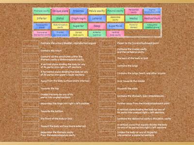 Body Orientation, Planes & Directional Terms