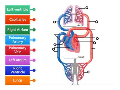 Circulatory system 