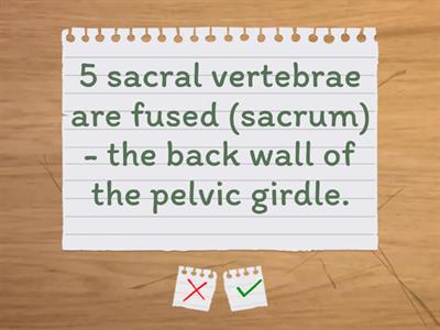 Naming parts of the vertebrae (spine)