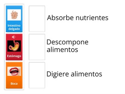 Funciones del sistema digestivo 