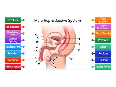 Male Reproductive System