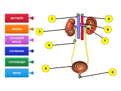 Будова сечовидільної системи