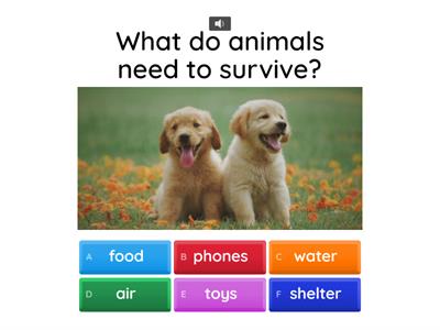 Unit 6 - Animals (SCIENCE)