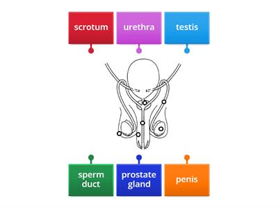 Male Reproductive System (Front View)