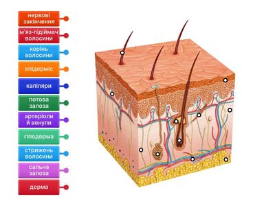 Будова шкіри