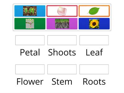 Parts of the Flower Match Up 