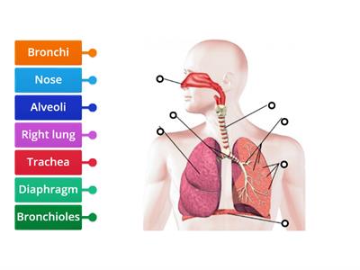 The Breathing System