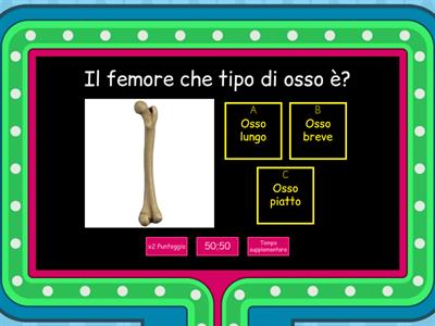 Ossa brevi, lunghe e piatte.