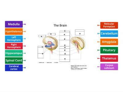 The Brain