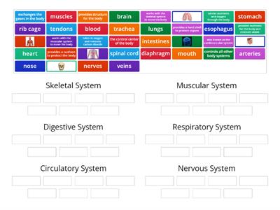 Human Body Systems