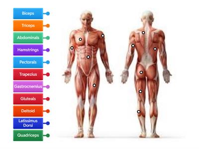 Muscular System label diagram