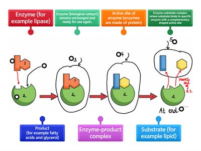 Enzyme action