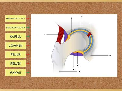 BIOLOGI: 14.2 SENDI LESUNG PADA PELVIS