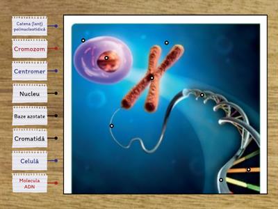 Materialul genetic