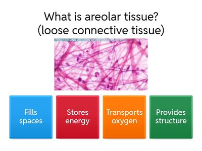Connective Tissue Types 