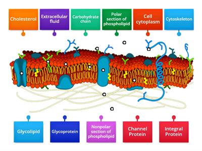 The Plasma Membrane 