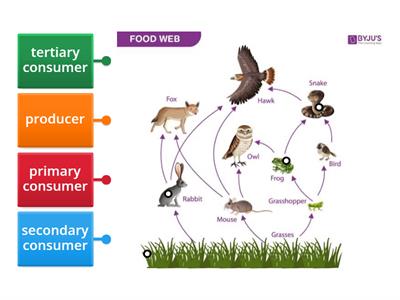 Food web