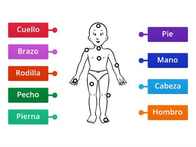  PARTES DO CORPO em Espanhol