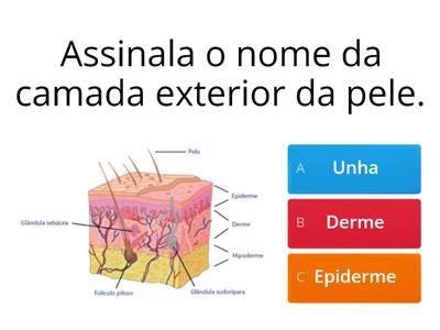 A Pele - 4.º ano