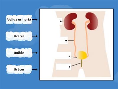 Sistema Excretor