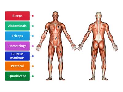 label muscles