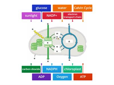 Photosynthesis diagram