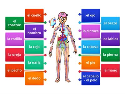 El cuerpo humano 