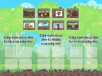 Cây con trong mỗi hình từ 12 đến 19 mọc lên từ bộ phận nào của cây mẹ?