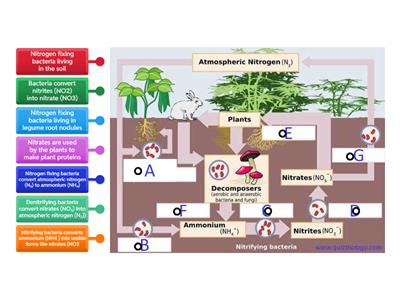 Nitrogen Cycle- Bacteria To The Rescue Labeling