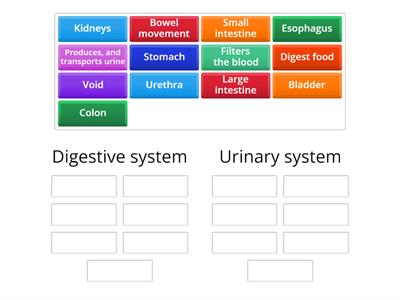 Digestive system vs. Urinary system