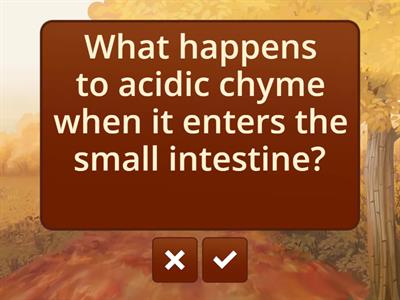 Enzymes in the small intestine