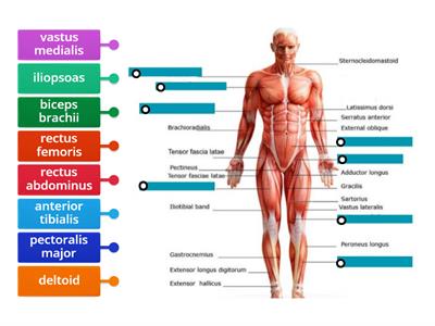 Anterior muscles