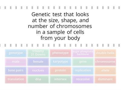 yr 10 genetics