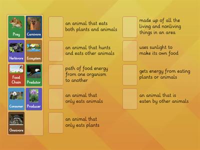 Food Chains Vocabulary (3rd Grade Science)