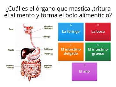 SISTEMA DIGESTIVO GRADO 1