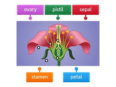 Parts of a flower