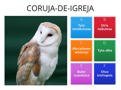 ACERTE O NOME CIENTÍFICO DAS CORUJAS