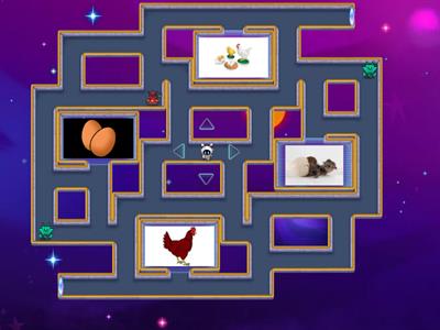 Maze chase life cycle of a chicken