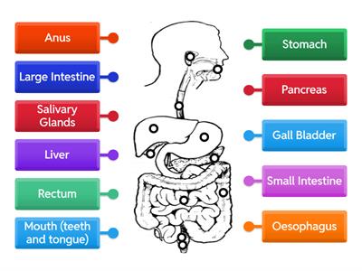 Digestive System Diagram Labels
