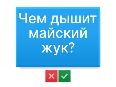 Внутренее строение майского жука 