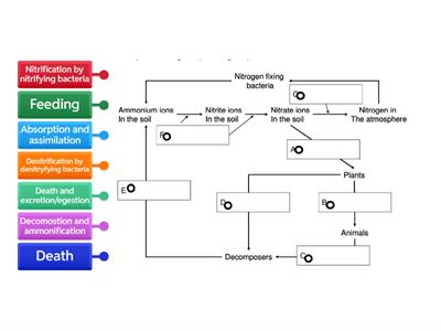 Nitrogen Cycle SJO