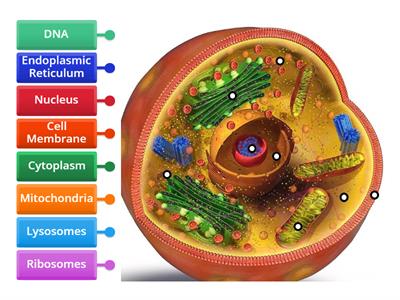 Animal Cell