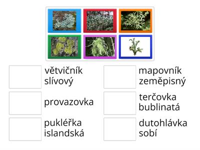 Lišejníky zástupci