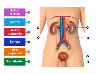 Sistema excretor