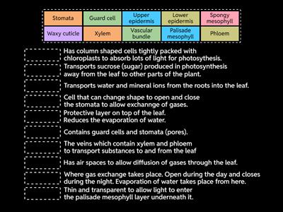 Leaf Structures and Adaptations