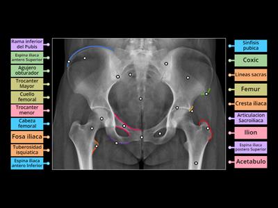 Anatomia Rx de Pelvis 