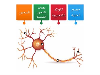 الخلية العصبية 