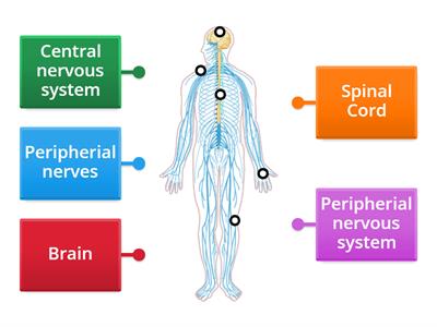 The Nervous System 
