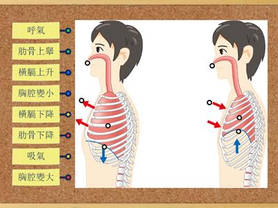 5-2人體的呼吸運動